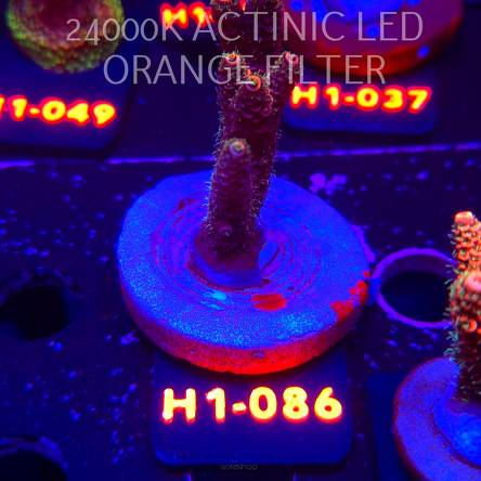 Acropora MILLEPORA JF SOLAR FLAME (02.02.2026) H1-086  8cm