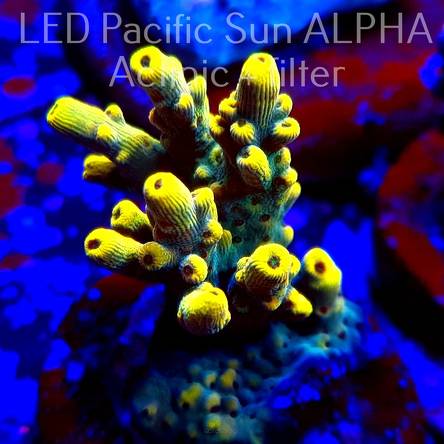   Acropora lokani ATL BANANA (12.09.2023) MM3  3cm