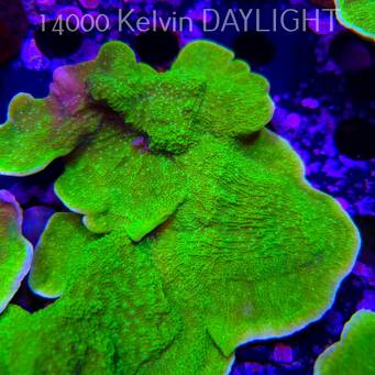 Montipora capricornis TOXIC GREEN (14.02.2026) H4  14cm