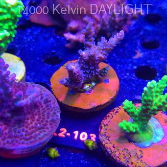 Acropora TENUIS BLUE (14.11.2025) L2-103  5cm