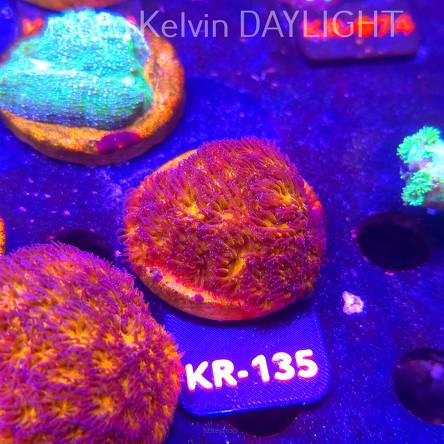 Leptastrea pruinosa JOHN DEERE (14.01.2026) KR-135  5cm