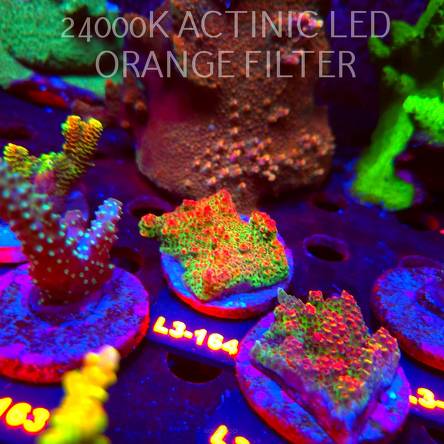 Acropora HYACINTHUS RED PLANET (11.09.2026) L3-164  5cm