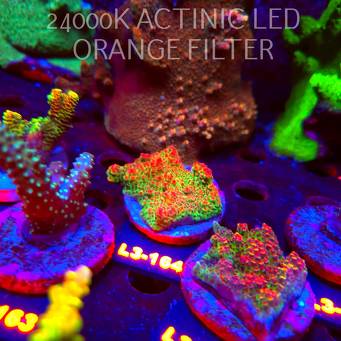 Acropora HYACINTHUS RED PLANET (11.09.2026) L3-164  5cm