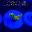 Acropora GOLD FEVER (20.03.2025) L1-II-22  4cm