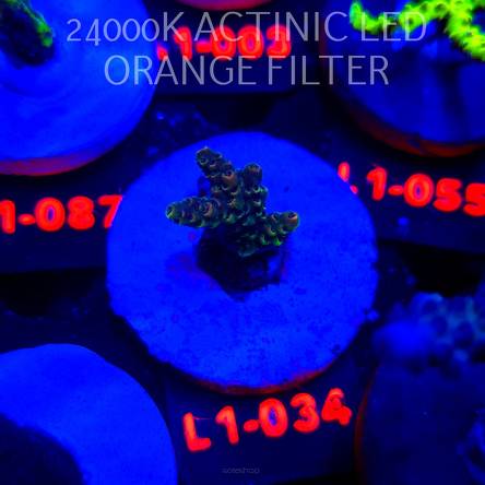 Acropora MILLEPORA RAINBOW (11.10.2025) L1-034  3cm