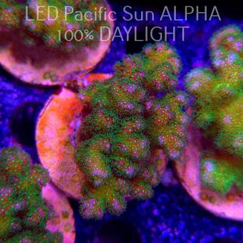 Pocillopora verrucosa YELLOW FLUO (22.01.2025)  6cm