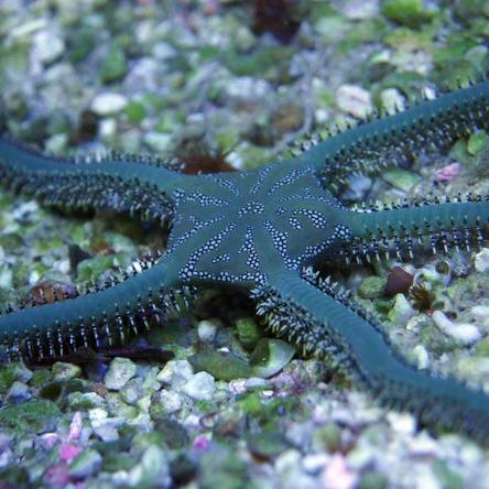 Wężowidło Ophiothrix (Green Serpent Starfish)