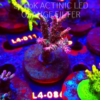 Acropora OG PC RAINBOW (07.01.2026) L4-086  7cm