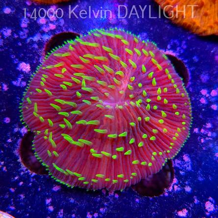  Fungia sp. (09.03.2025)