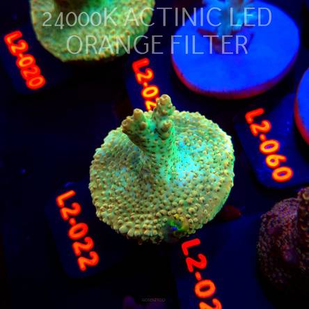 Acropora TG PINK FLOYD ACRO (14.08.2026) L2-022  5cm