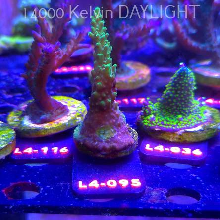 Acropora sp. AUSTRALIA (06.01.2026) L4-095  9cm