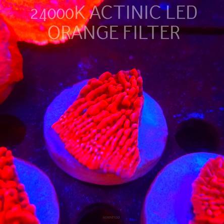 Montipora JASON FOX MEAN STREAK (21.02.2026)  5cm