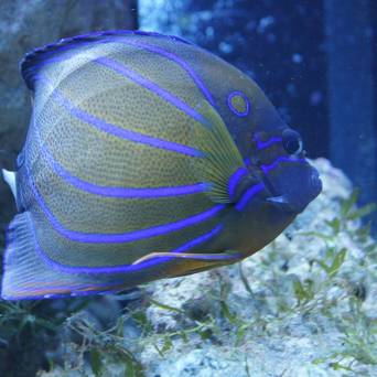 Pomacanthus annularis 12-13 cm (ADULT)