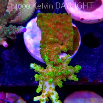 Acropora WWC Castells Banana (19.06.2025) L3-III-11  9cm