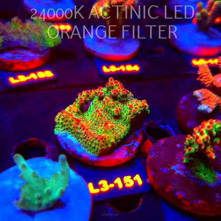 Acropora HYACINTHUS RED PLANET (11.09.2026) L3-151  5cm