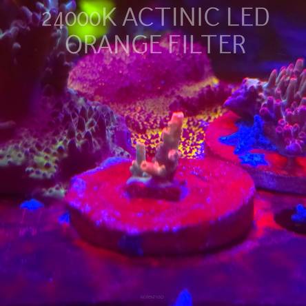 Acropora JMC SPECIAL RED (08.11.2025) MM1-I-27  2cm