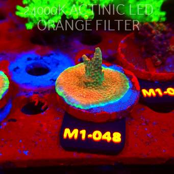Acropora JMC SPECIAL (12.06.2026) M1-048  4cm