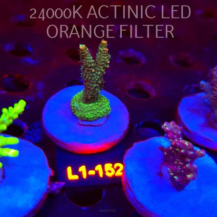 Acropora millepora CLOCKWORK ORANGE (01.08.2026) L1-152  4cm
