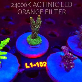 Acropora millepora CLOCKWORK ORANGE (01.08.2026) L1-152  4cm