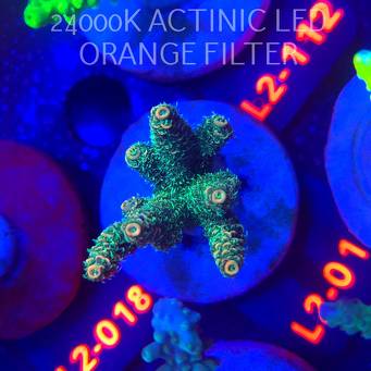Acropora millepora CLOCKWORK ORANGE (14.11.2025) L2-015  6cm