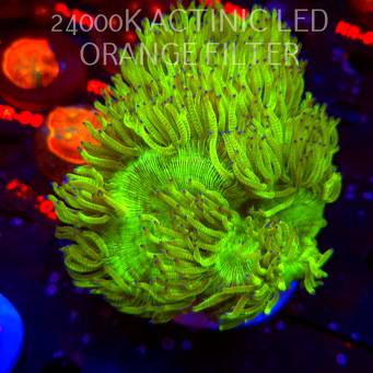 Catalaphyllia jardinei GREEN BLUE TIP (06.03.2026) XL  15cm