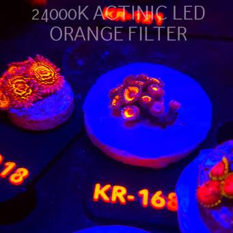 Zoanthus SONIC FLARE (17.01.2026) KR-168  12P