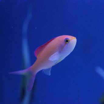 Pseudoanthias dispar (Mirolabrichthys dispar) rozmiar 5-6cm