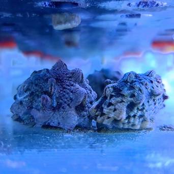 Lunella coronata (Turban snail) 4-5cm