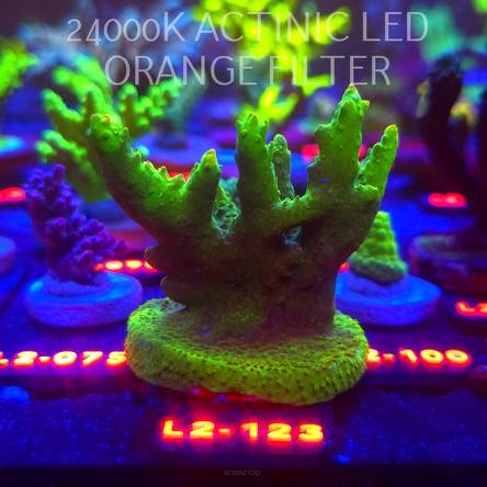 Acropora RR RAINBOW LOOM  (12.11.2025) L2-123  6cm