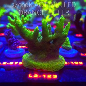 Acropora RR RAINBOW LOOM  (12.11.2025) L2-123  6cm