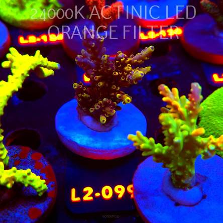 Acropora LATISTELLA WOLVERINE (14.08.2026) L2-099  6cm