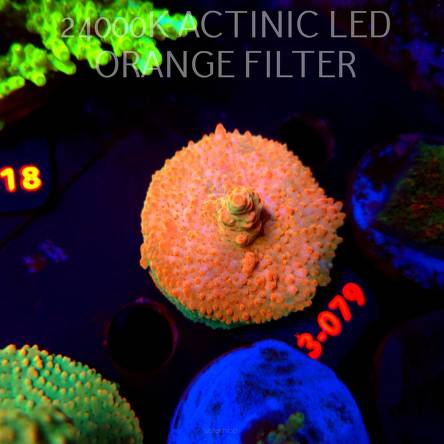 Acropora JMC SPECIAL (11.09.2026) L3-079  5cm