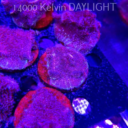 Pavona decussata (19.09.2025)  5cm