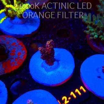 Acropora loripes JM GOLDEN DRAGON (14.08.2026) L2-111  3cm