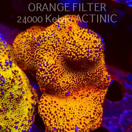  Montipora danae Jason Fox Fruity Pebble (08.04.2025) MM6-I-23  9cm