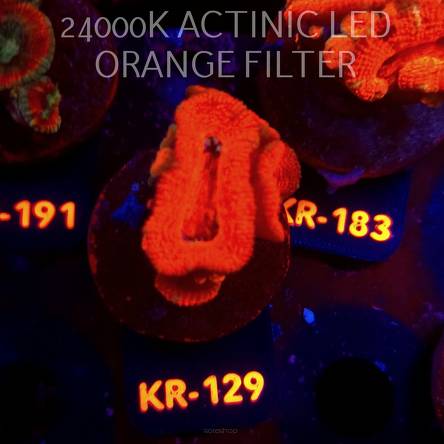 Acanthastrea lordhowensis SUNRISE (01.09.2026) KR-129  4cm