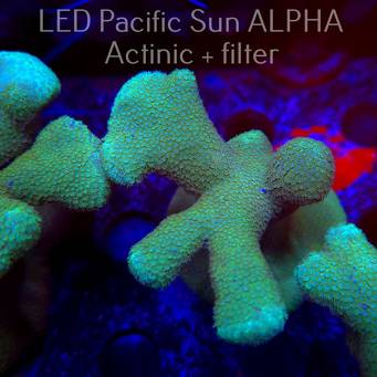 Porites cylindrica YELLOW (23.01.2025)  10cm