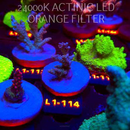 Acropora RED PLANET ULTRA AUSTRALIA (02.08.2026) L1-114  6cm