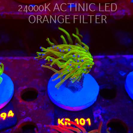 Euphyllia glabrescens TG TOXIC JOKER TORCH (01.09.2026) KR-101