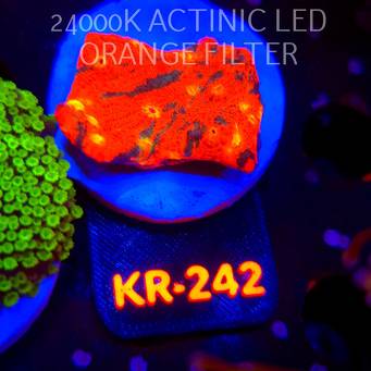 Echinophyllia RED-GREEN GRAFTED (06.03.2026) KR-242  4cm