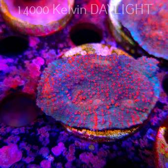 Echinophyllia Lava Rush Chalice (18.05.2025)  5cm