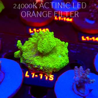 Acropora YELLOW PRINCESS (02.08.2026) L1-115  6cm