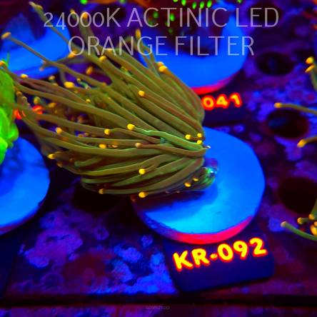Euphyllia glabrescens DRAGON SOUL GOLD TIP (01.09.2026) KR-092