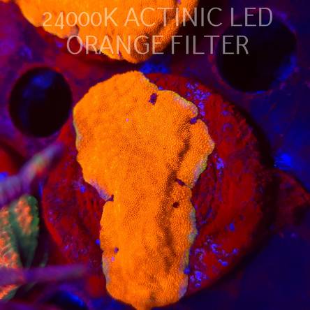 Leptoseris foliosa GOLD (08.11.2025) MM1-I-15  5cm