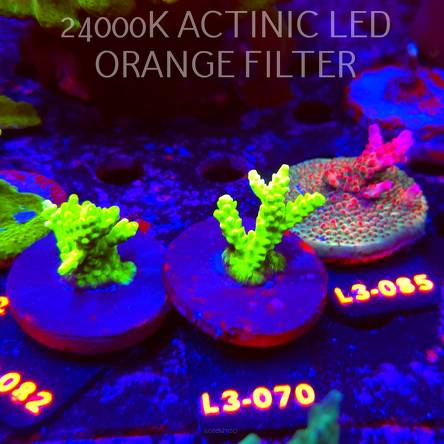 Acropora sp. PREMIUM AUSTRALIA (05.01.2026) L3-070  4cm