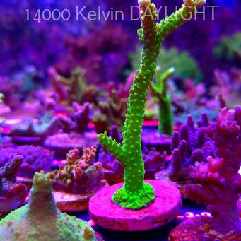 Acropora formosa TOXIC GREEN (10.09.2026) L3-017  11cm