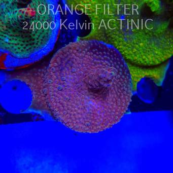 Acropora sp AUSTRALIA (24.05.2025) L2-I-38  5cm