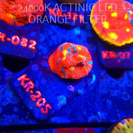 Echinophyllia OG Bugatti Chalice (19.09.2026) KR-205  3cm