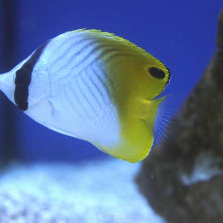 Chaetodon auriga rozmiar 5-7 cm