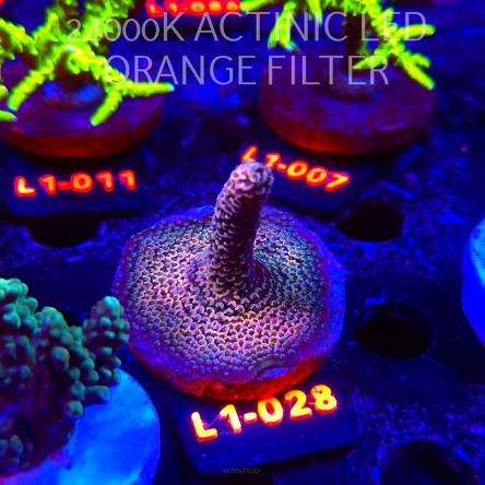 Acropora spathulata PINK PASSION (11.10.2025) L1-028  5cm